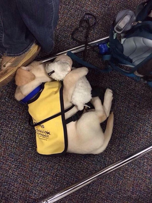 2-heartmelting-animals-getting-ready-to-work
