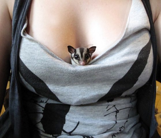 20-cute-animal-moments-with-owners