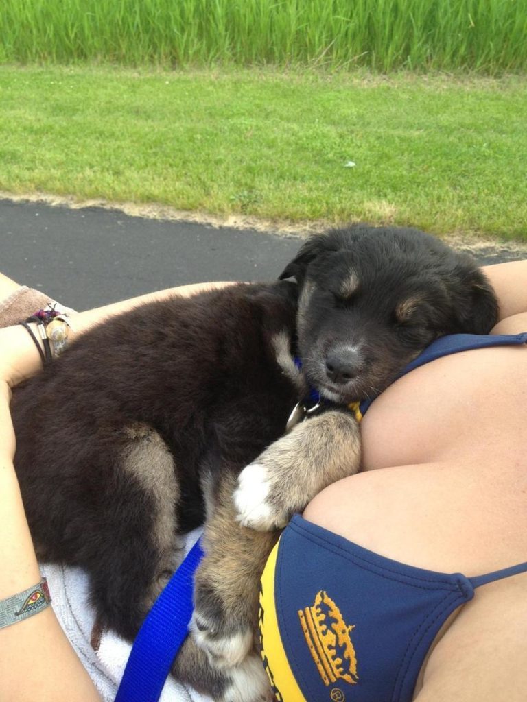 23-cute-animal-moments-with-owners