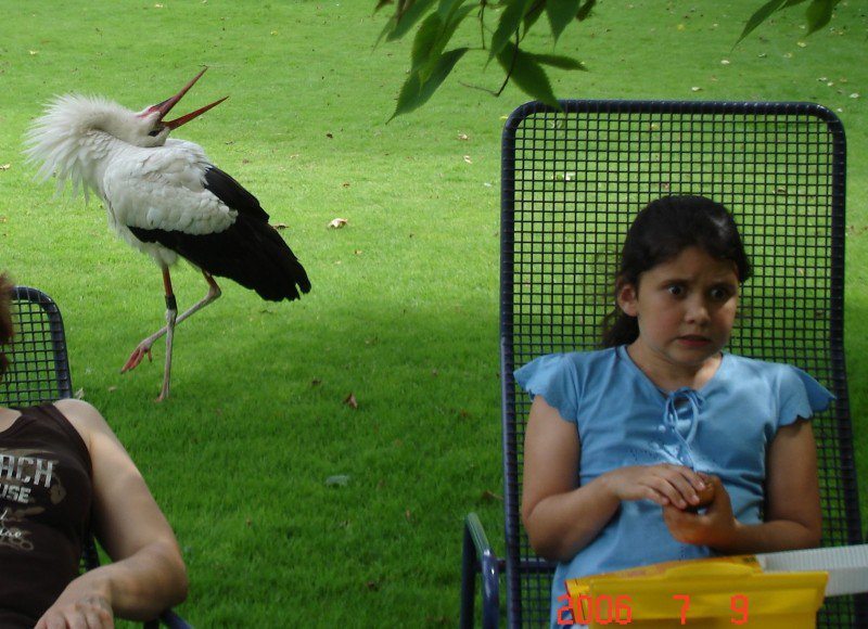 3-animal-photobombs-that-made-pics-even-more-hilarious