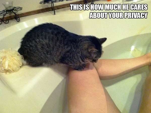 4-rebel-animals-doing-what-they-want-hilarious