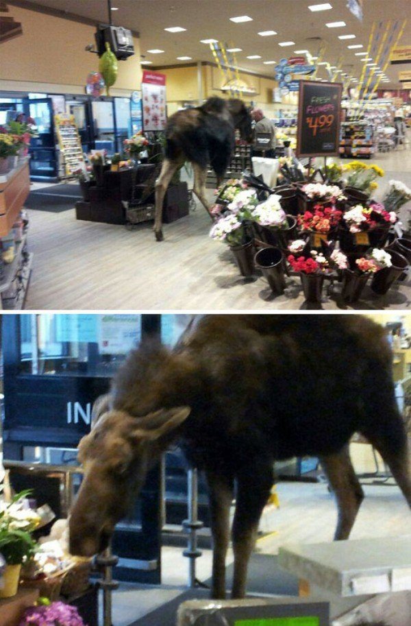 8-rebel-animals-doing-what-they-want-hilarious