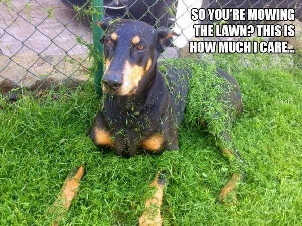 9-rebel-animals-doing-what-they-want-hilarious