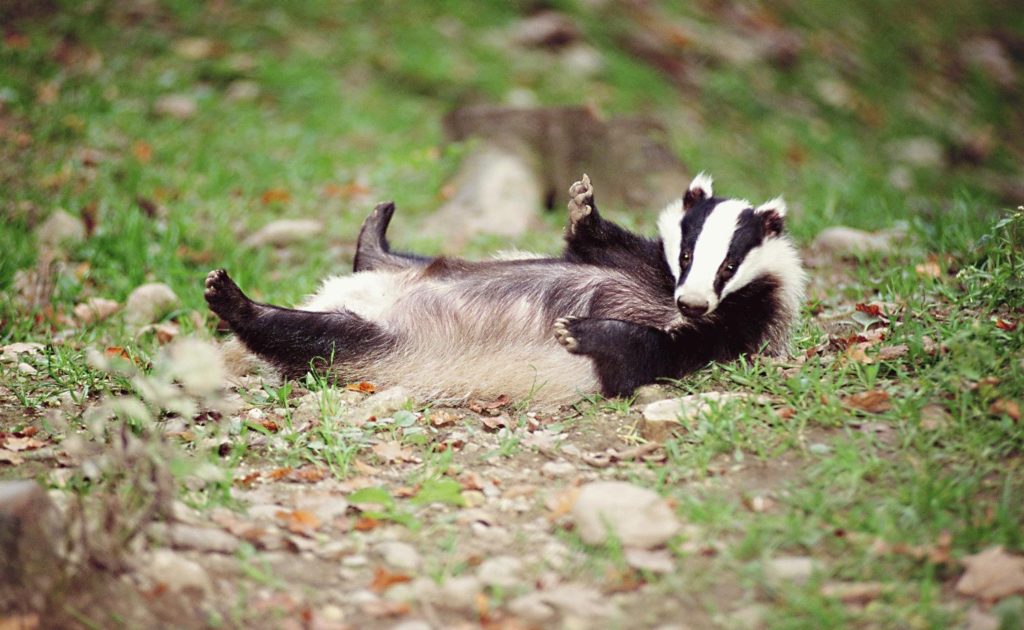 The new network will support badgers across Europe