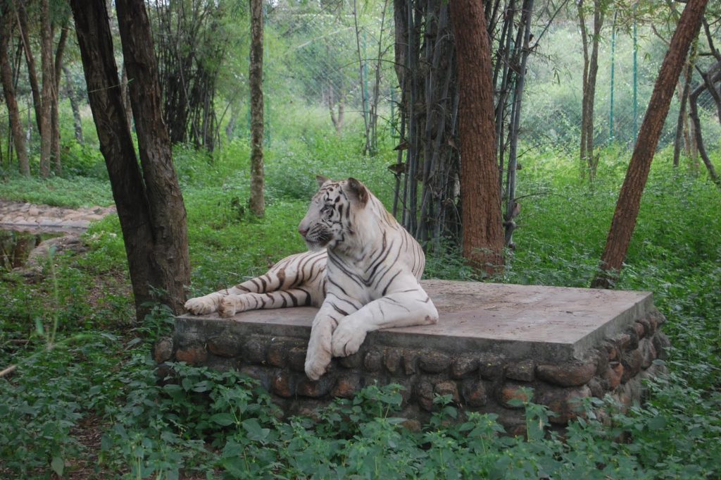 Bannerghatta National Park