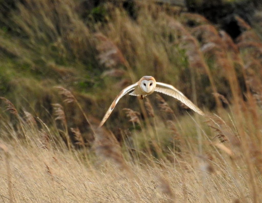 The best of both worlds: a barn owl hunts over grazing marsh in Cley, north Norfolk