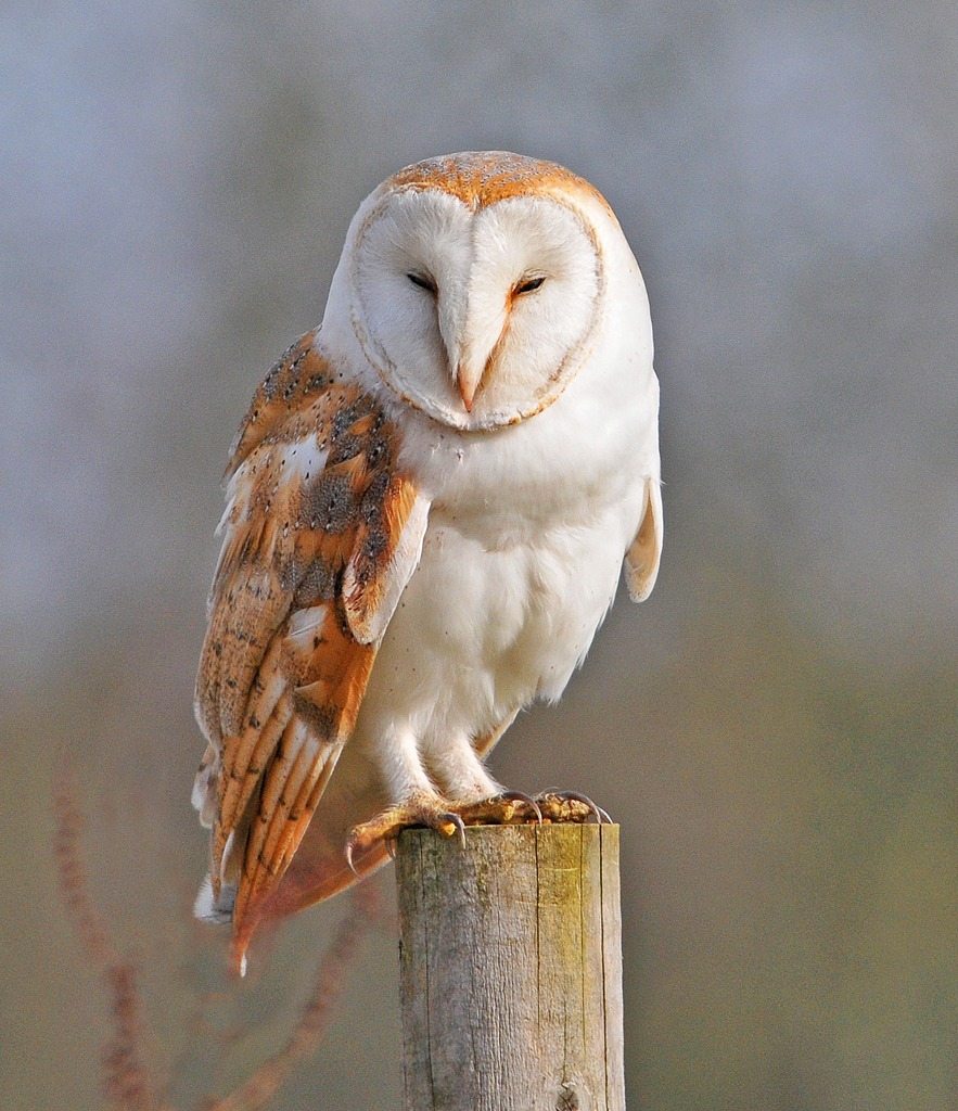 Barn-Owl