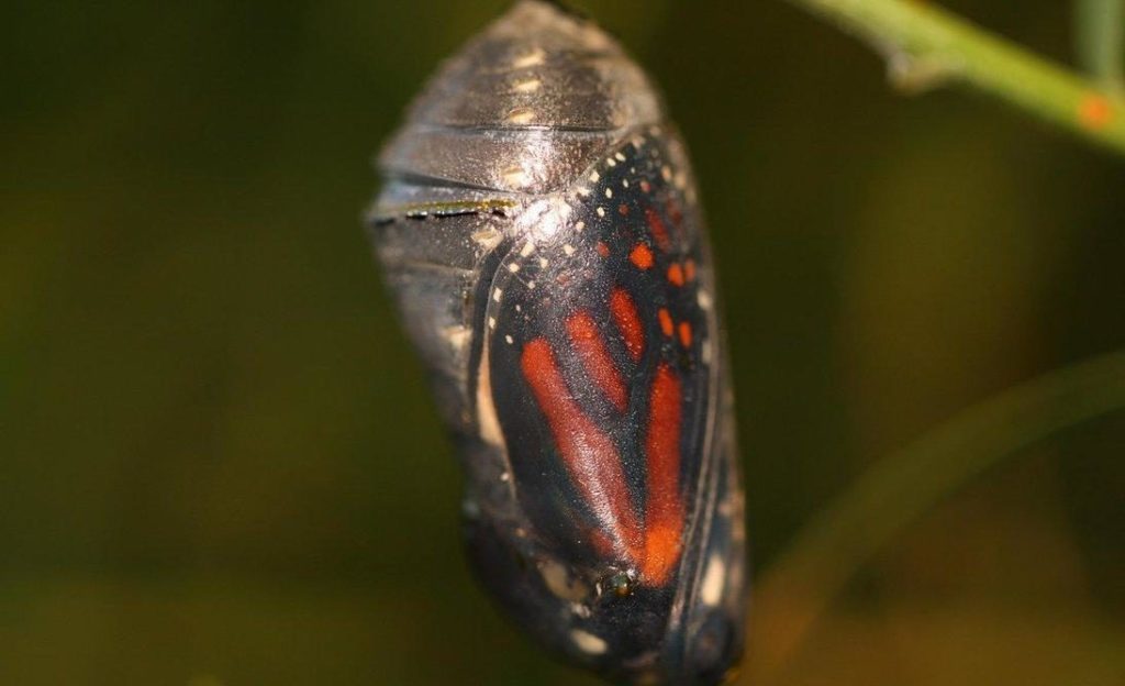 Chrysalis