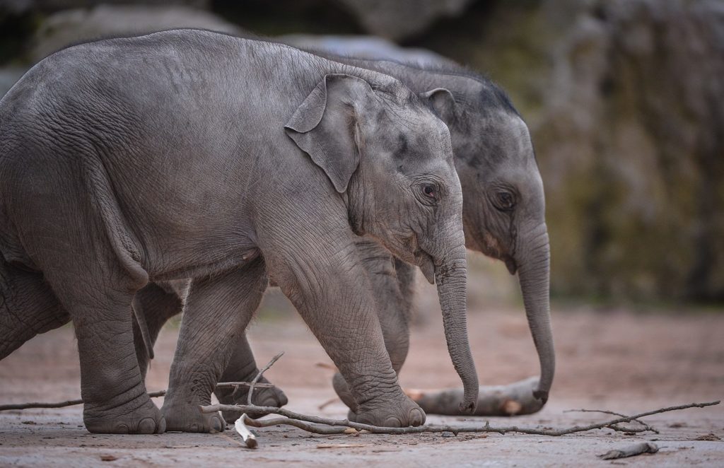 Chester Zoo elephants, Hari & Bala, which had the deadly EEHV virus