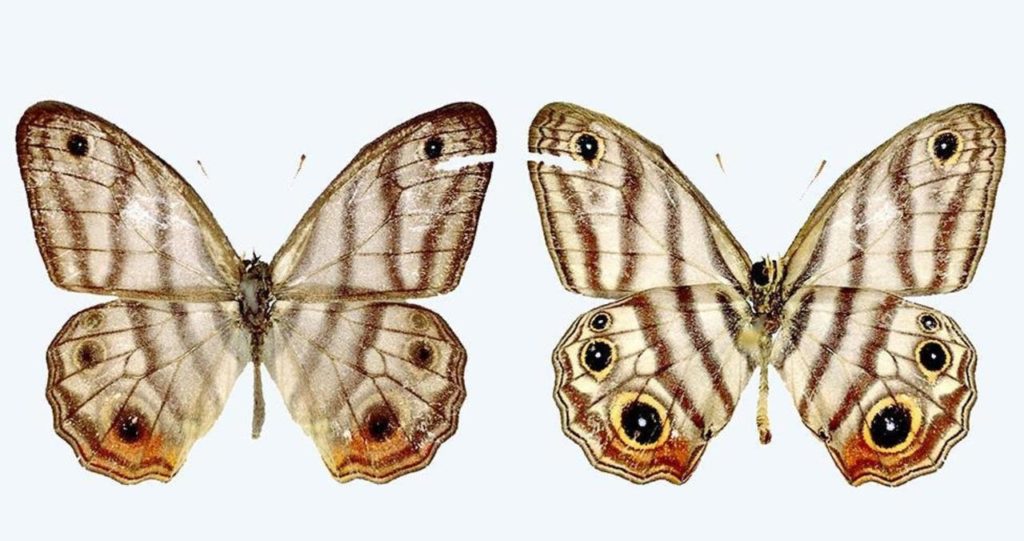 Other species named after Sir David include a ghost shrimp and a weevil