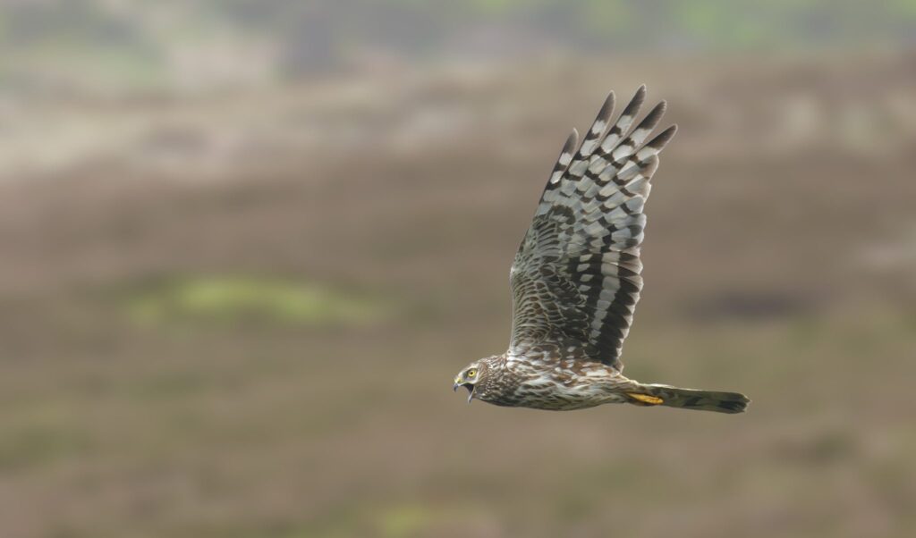 It’s sometimes described as England's most persecuted bird, but there’s a new plan to save the hen harrier
