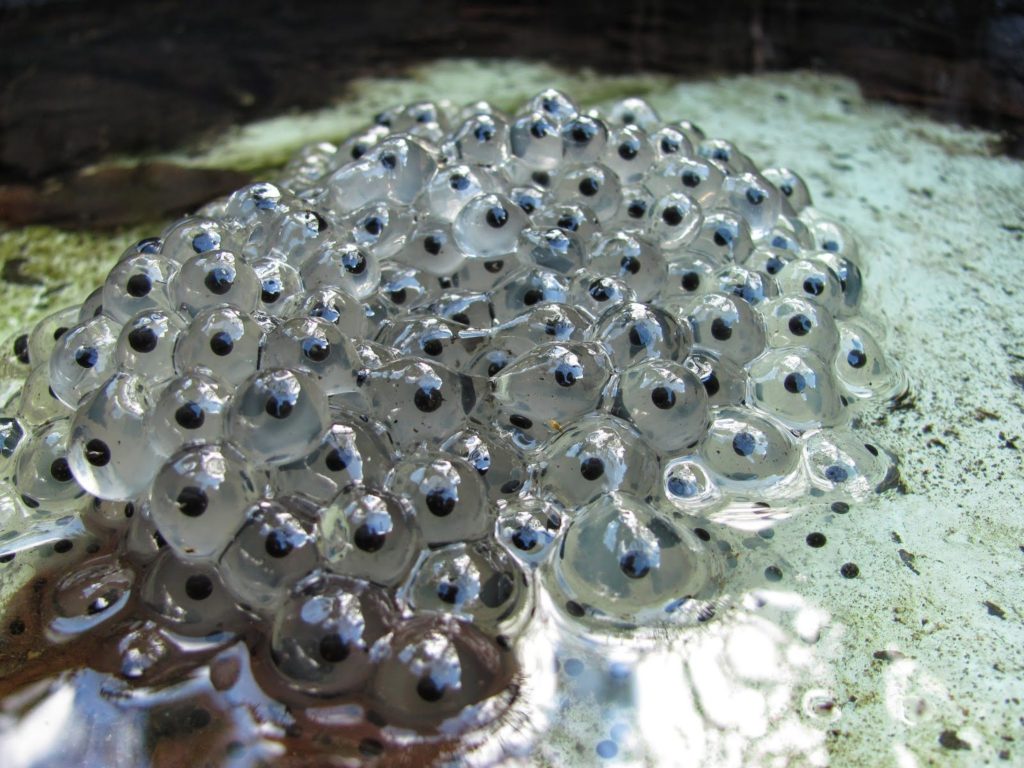 Frog-spawn