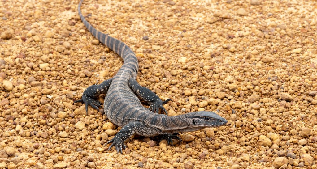 Australia’s monitor lizards are under threat