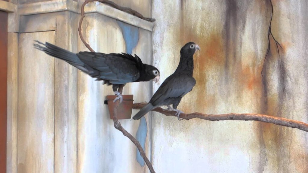 Greater vasa parrots are using tools