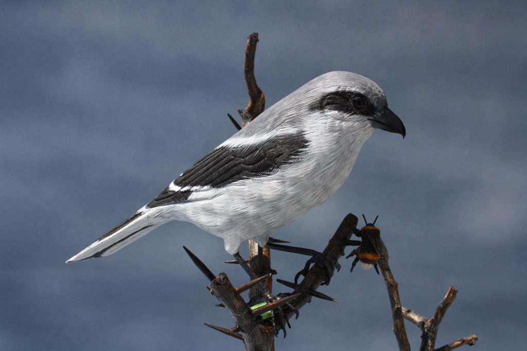 Shrikes are winter visitors to the UK. Look for them on high branches and fence posts