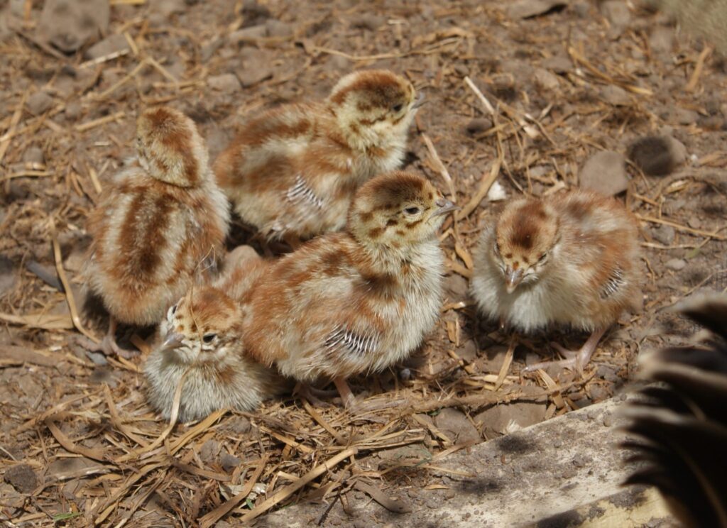Hen harriers often prey on grouse chicks