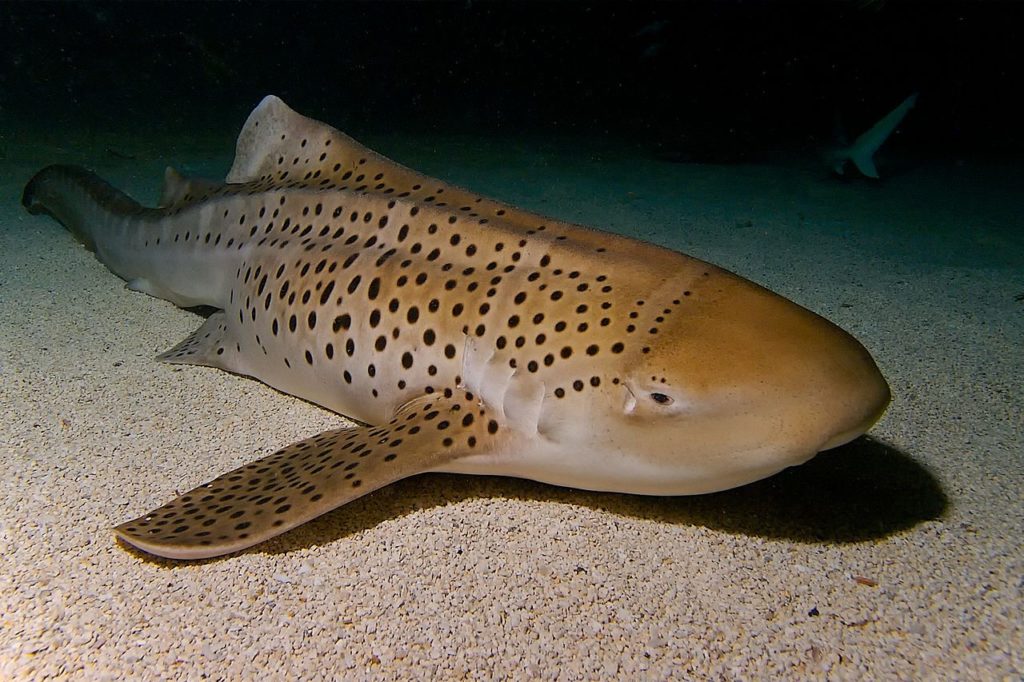 Juvenile-Zebra-sharks