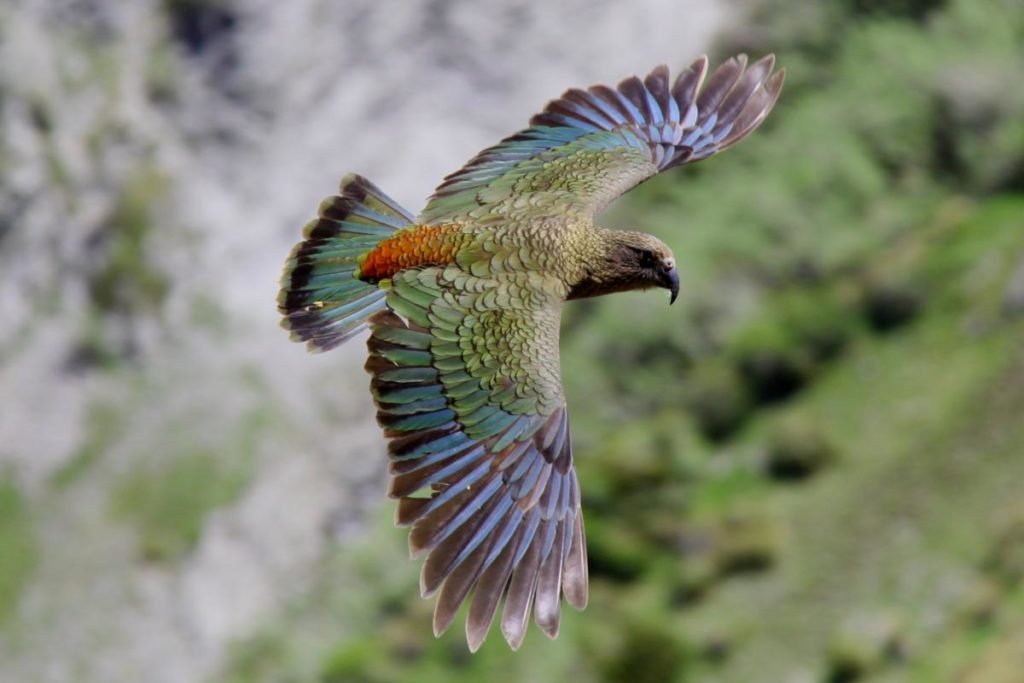 KEA