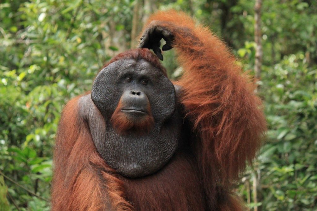 Male orangutans bearing cheekpads (flanges) are more appealing to the opposite sex