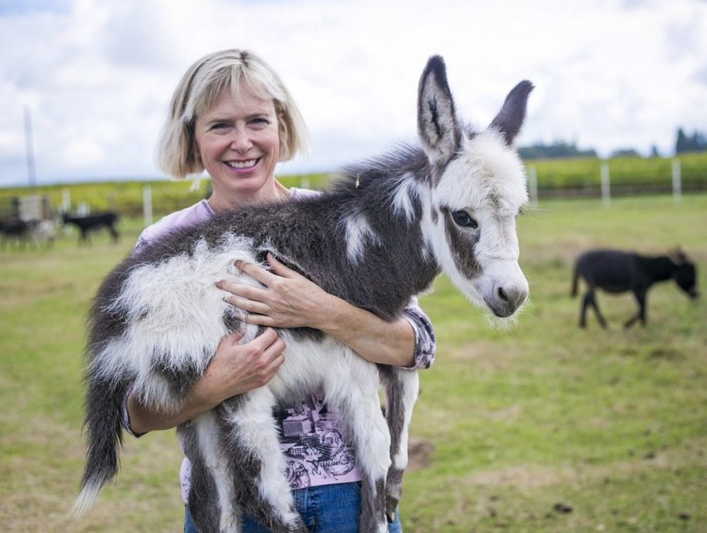 Miniature-Donkey