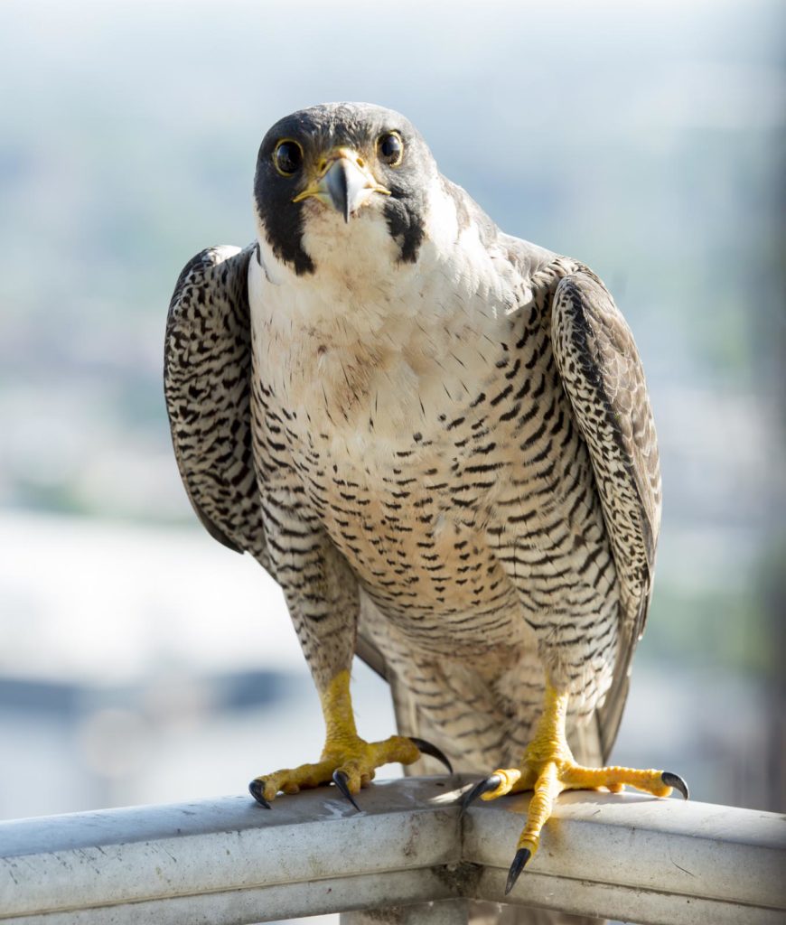 Peregrine