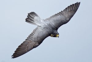 Peregrine