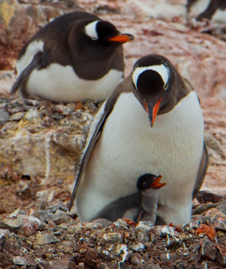 Gentoo parents must protect their nest from snowy sheathbills 