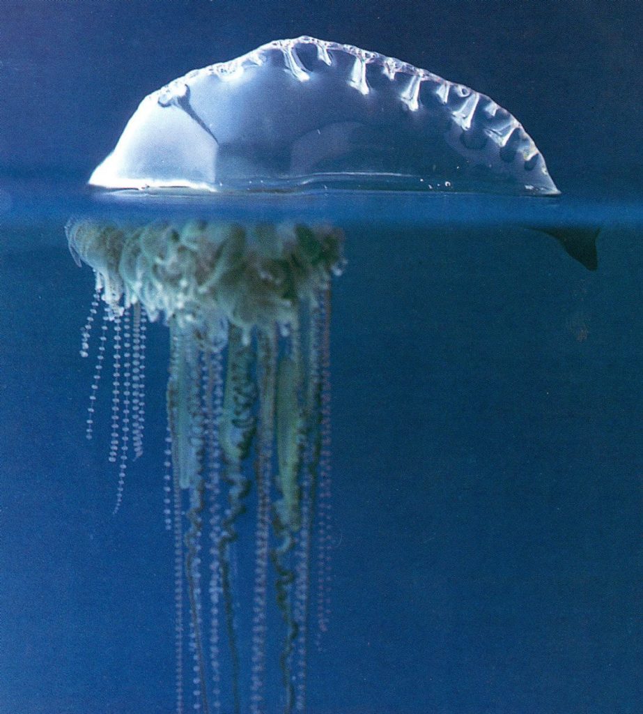 Portuguese-Man-Of-War