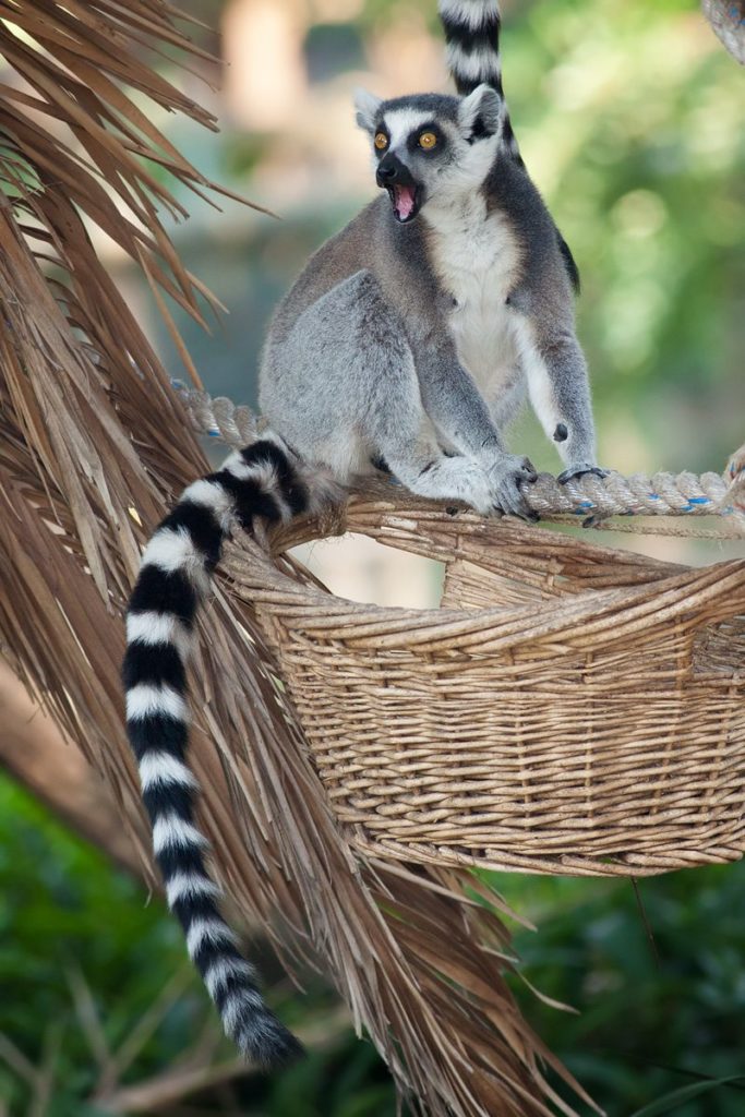 Like all lemurs, the ring-tailed is endemic to Madagascar 