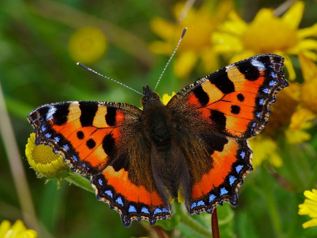 SMALL-TORTOISESHELL