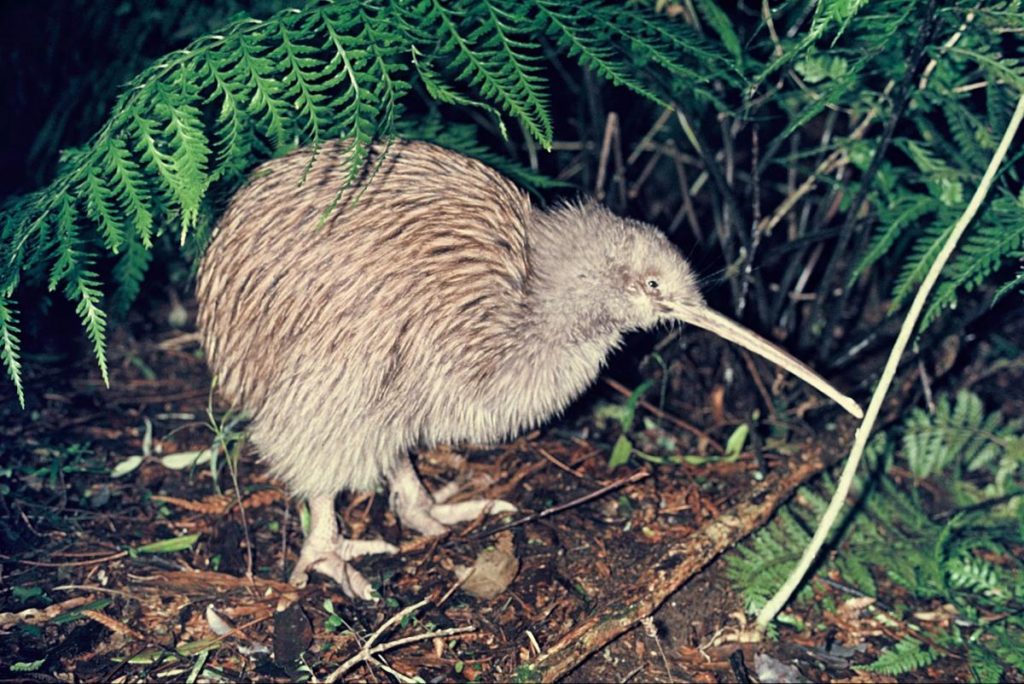 SOUTHERN-BROWN-KIWI