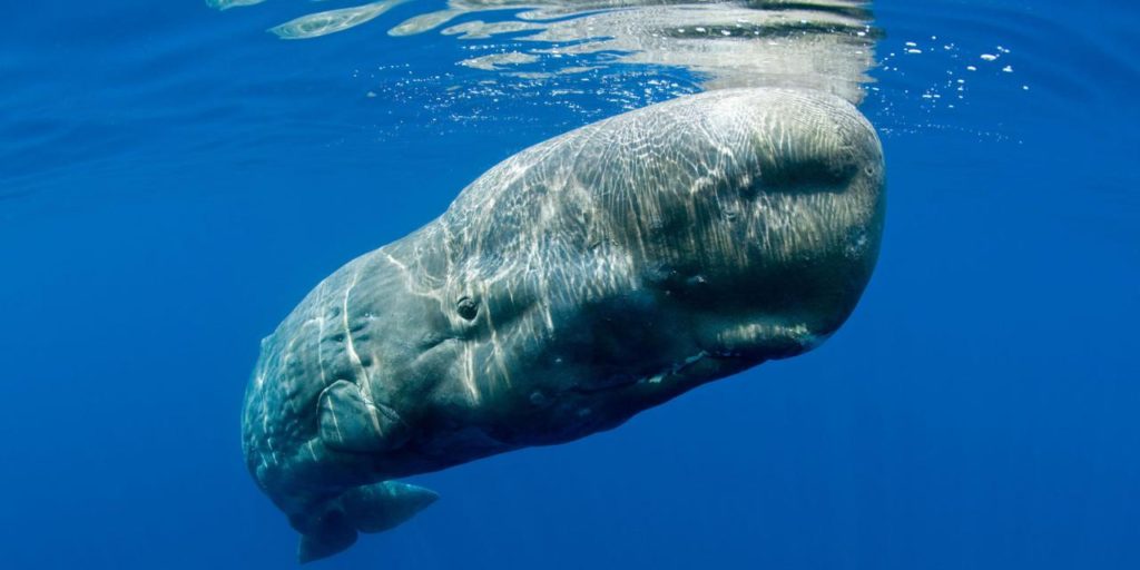 Sperm Whale (Physeter macrocephalus). Vulnerable (IUCN). Pico Island. Azores. Portugal. Atlantic Ocean. Oceans View