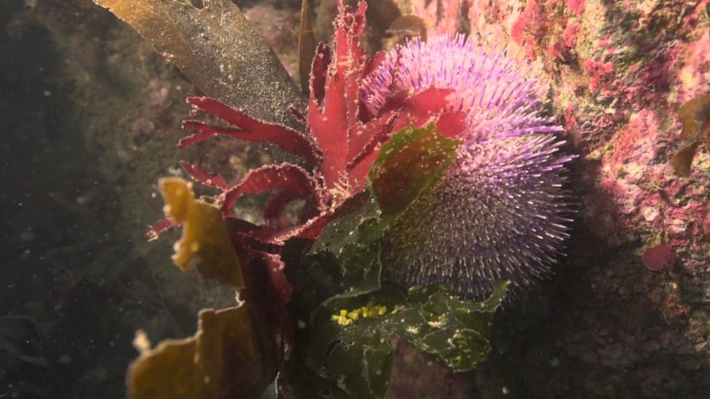 Skomer Marine Conservation Zone