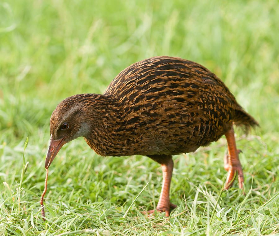 WEKA