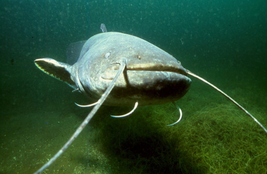 The Wels catfish was introduced to English rivers in 1880