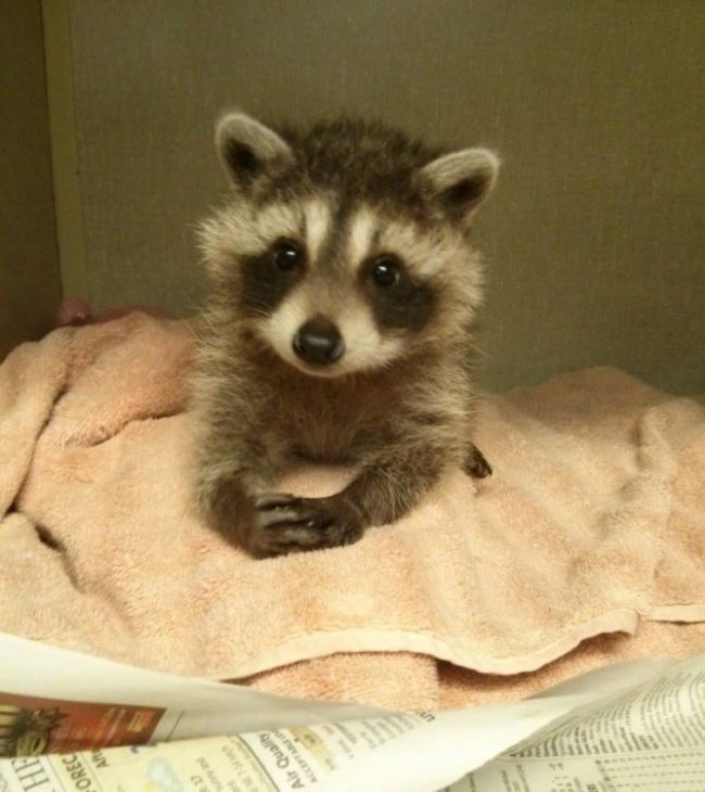 adorable-raccoons-3