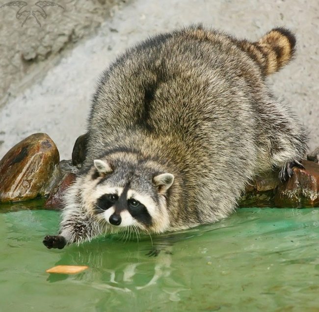 adorable-raccoons-4