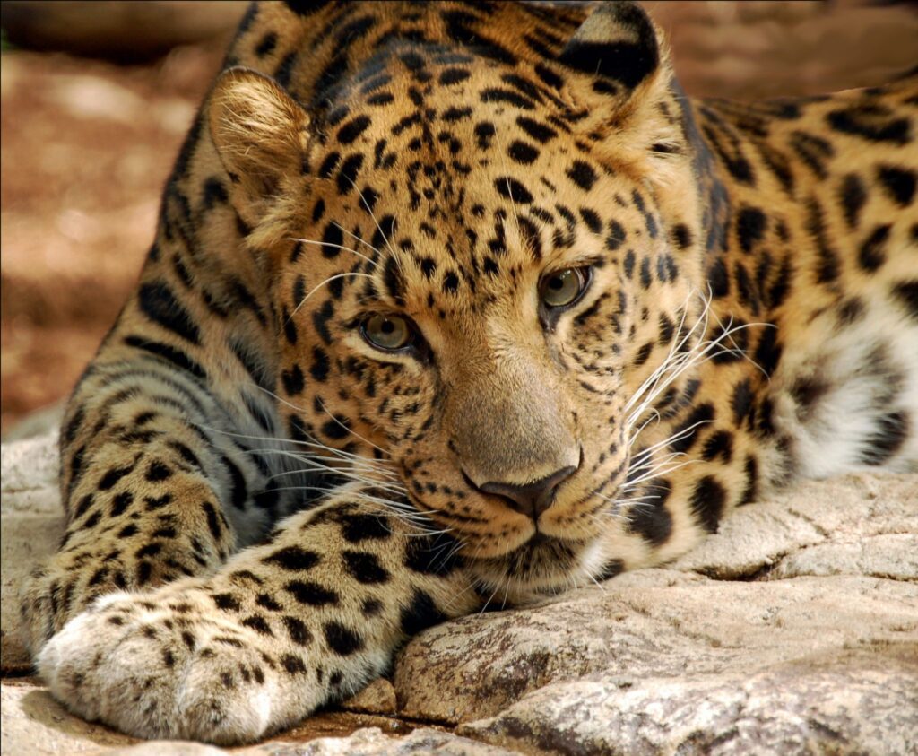 amur-leopard