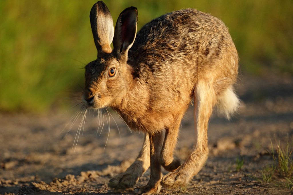 A brown hare runs across game cover on the edge of a large arable field. Modern, specialised farming techniques are making life difficult for Britain’s hares