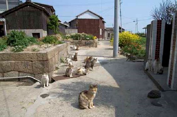 cat-lovers-6