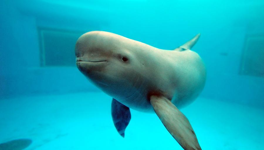 Five protected areas are being created for porpoises