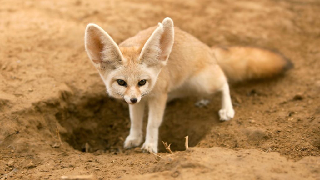 fennec-fox