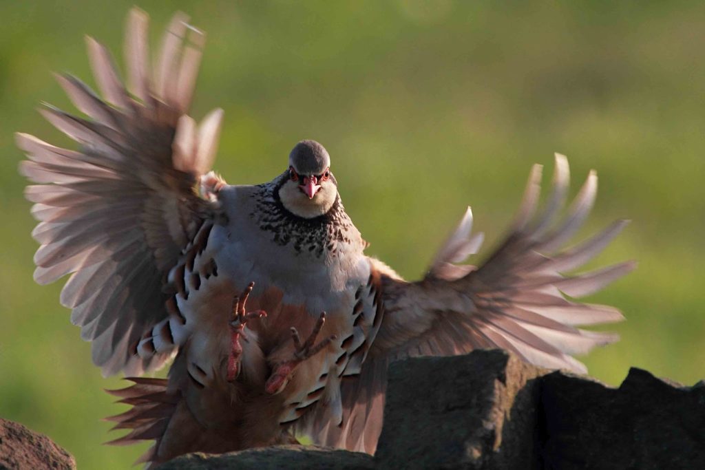 grey-partridge