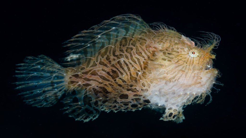 Antennarius striatus is a popular fish in marine aquariums