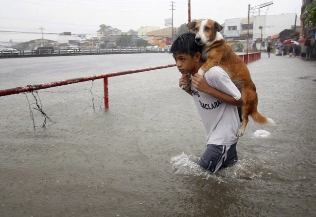 heroes-saving-animals-2