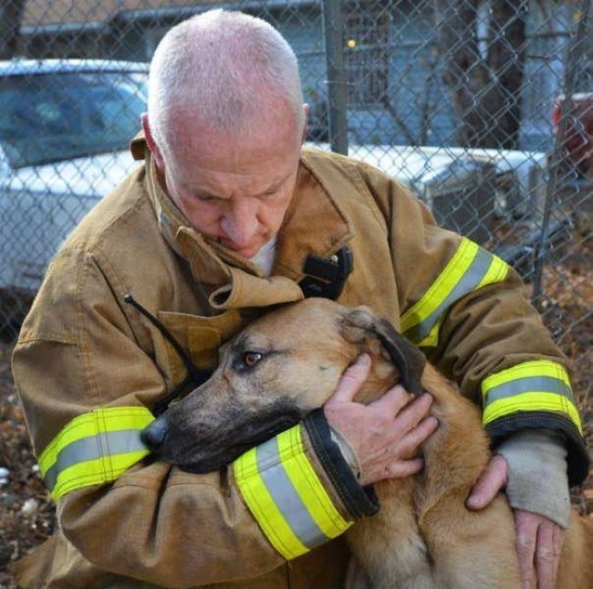 heroes-saving-animals-3