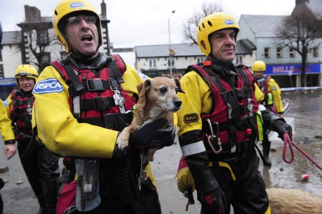 heroes-saving-animals-7