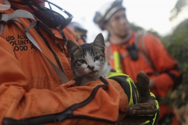 heroes-saving-animals-8