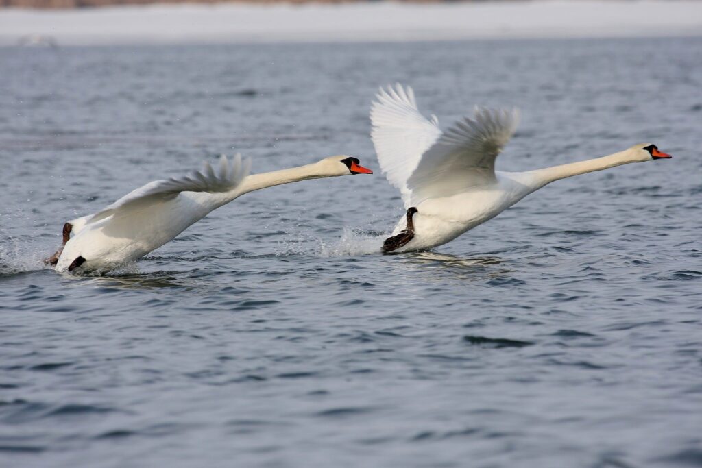 largest-living-birds-2