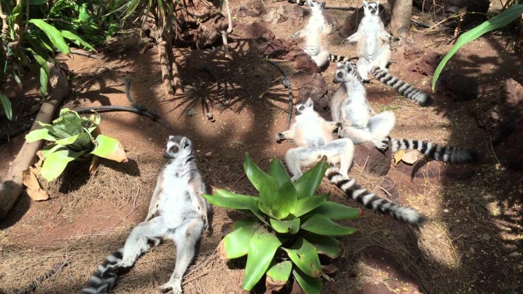 Lazy lemurs in Madagascar 